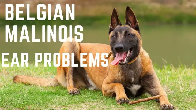 'Video thumbnail for Belgian Malinois Ears Problems'