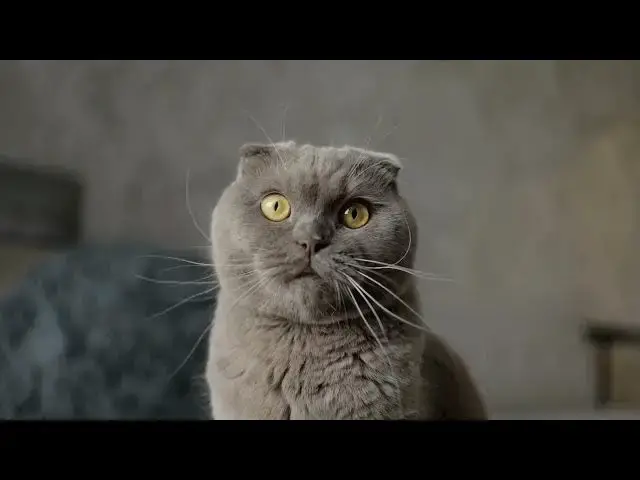 'Video thumbnail for How do cats use their tails for balance?'