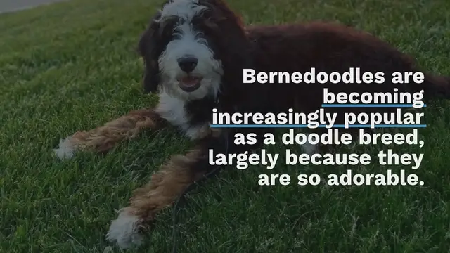 Video thumbnail for Is the Bernedoodle hypoallergenic?