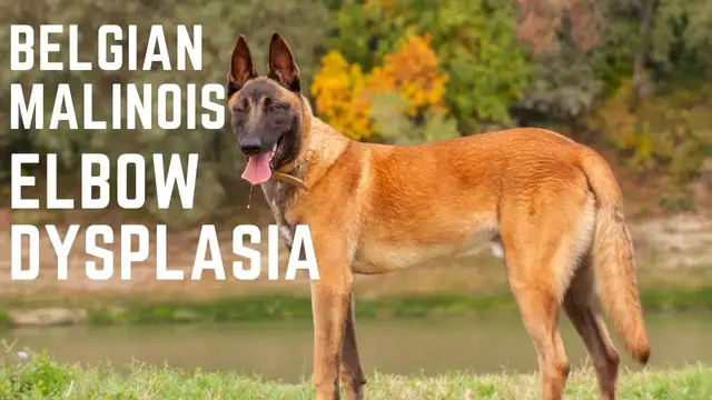 Video thumbnail for Belgian Malinois Elbow Dysplasia
