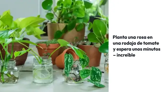 Video thumbnail for Planta una rosa en una rodaja de tomate y espera unos minutos – increíble