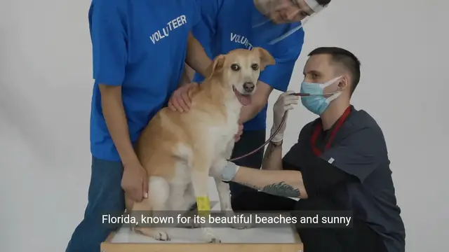 Video thumbnail for Hope and Love Animal Shelters in Florida