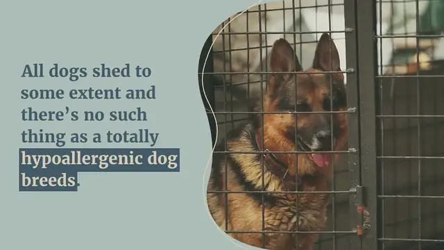 Video thumbnail for Dog shedding : why and how to reduce it?