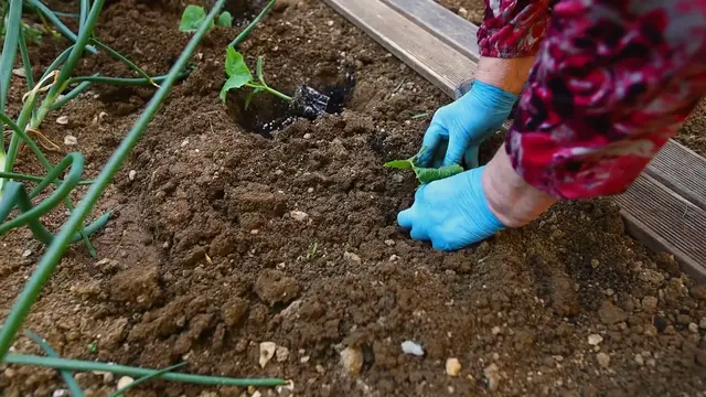 Video thumbnail for Plant Cucumber Space