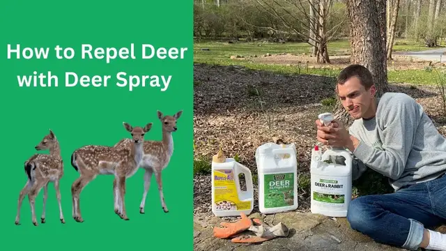 Video thumbnail for Repel DEER from Your Garden - Cheap, Fast, and Easy