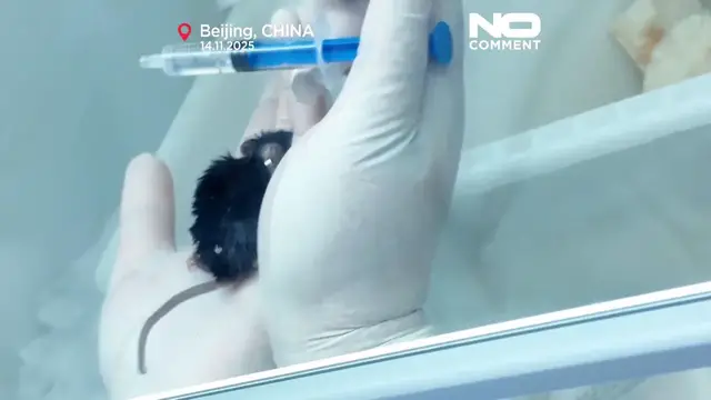 'Video thumbnail for Four mice brought back to Earth from China's space station'