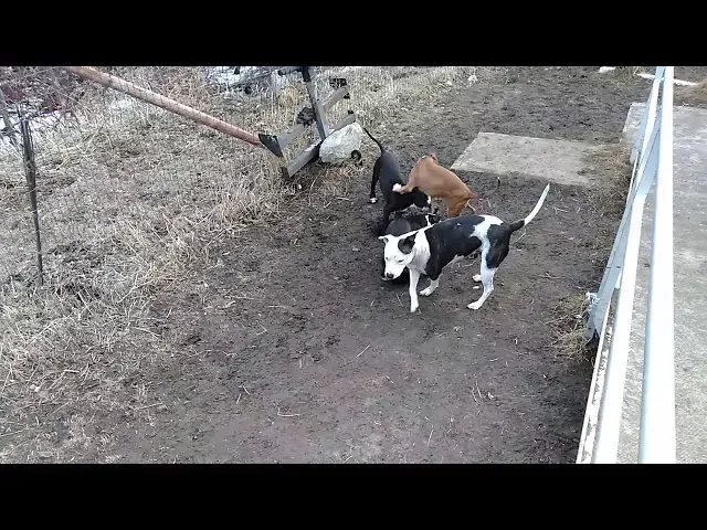 Video thumbnail for DIZZY PLAYING WITH HER PUPPIES