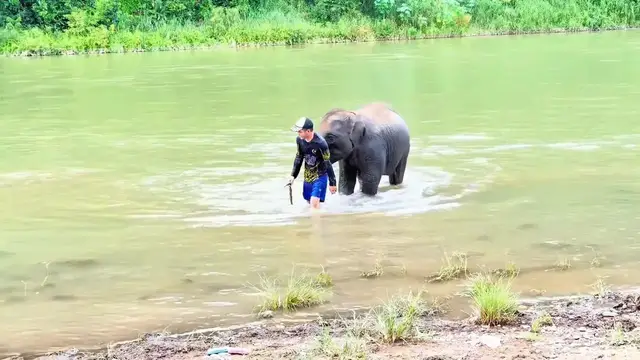 Video thumbnail for Laos: Chinese elephant calf helps fallen caretaker in water.