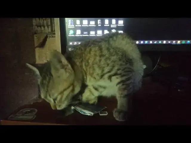 Video thumbnail for cat bathing