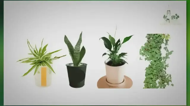 Video thumbnail for The Best Indoor Plants for Asthma and Respiratory Health