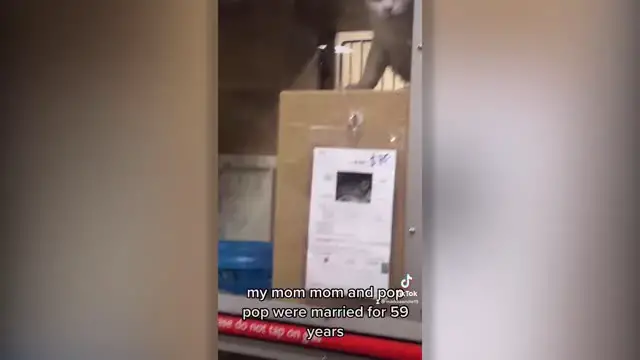 Video thumbnail for Elderly Man Heads To Pet Store To Adopt Cat After Wife's Funeral To Combat Loneliness | Happily TV