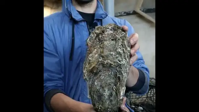 'Video thumbnail for Record mondial battu ! Près de Marseille, Daniel Castejon a découvert une huître de 2.36kg'