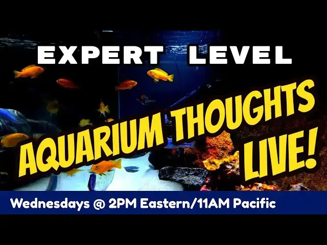 Video thumbnail for What's the Difficulty Level ,Kenneth?  - Aquarium Thoughts #2008