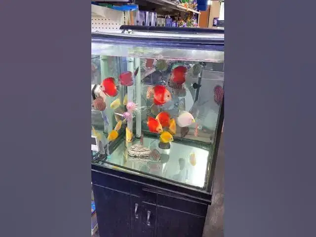 Video thumbnail for Discus at 8888 Tropical Fish in Westminster, CA #shorts