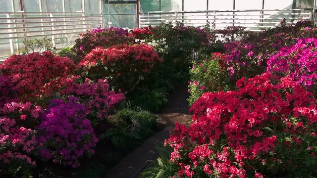 Video thumbnail for How to Grow Azaleas