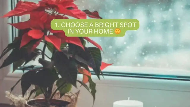 Video thumbnail for How to grow a poinsettia plant indoors 🎄