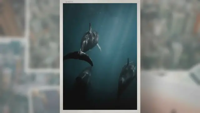 Video thumbnail for How Smart is a Shark? Unveiling the Depths of their Cognition