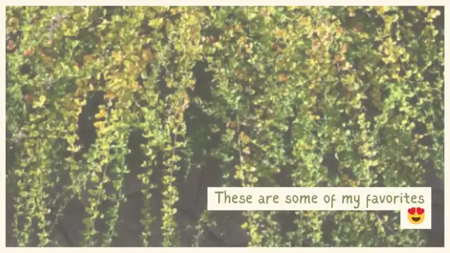 Video thumbnail for Choosing The Perfect Winter Blooming Flowers For Garden