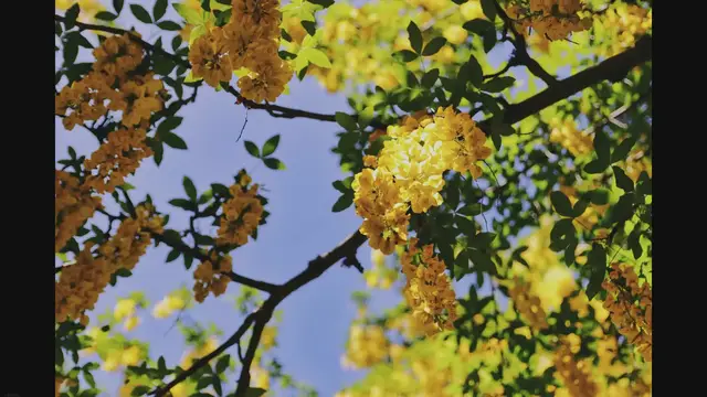 'Video thumbnail for Trees With Yellow Flowers in California – 6 Potential Options'