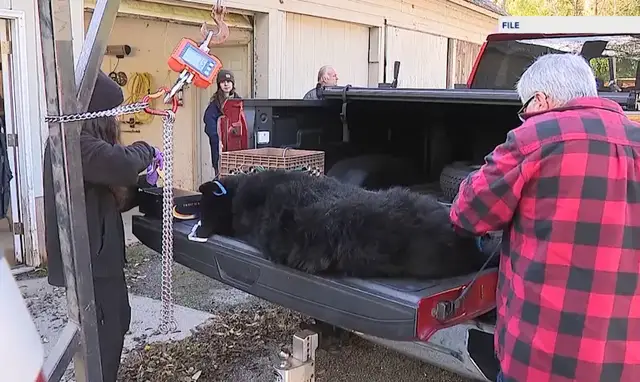 Video thumbnail for What you need to know: Bear hunt returns with tighter rules across New Jersey