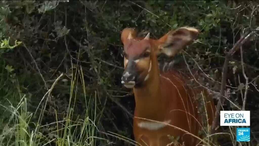 Video thumbnail for Kenyan conservationists reintroduce rare 'ghost of the forest' antelope