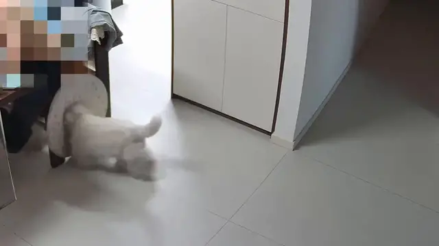 Video thumbnail for China: Chinese dogs fight over protective recovery collar.