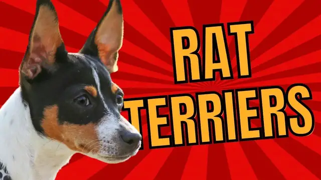 'Video thumbnail for Rat Terriers 101: Small Dog Marvels Unleashed!'