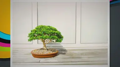 'Video thumbnail for Bonsai as a Form of Meditation: Cultivating Serenity in Miniature'