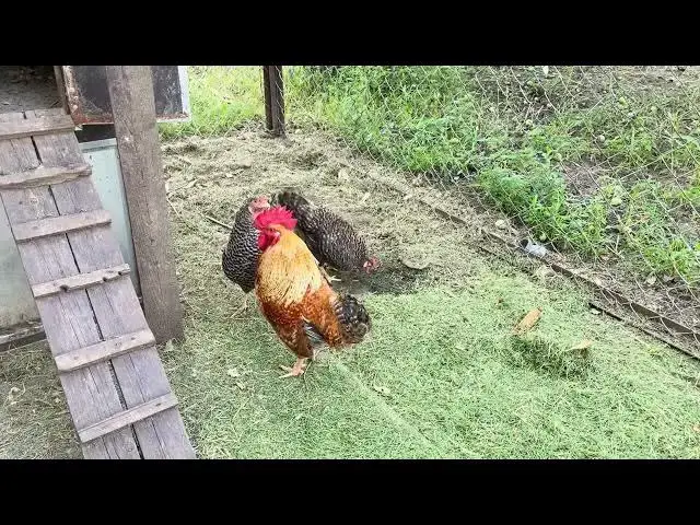 Video thumbnail for Do chickens need heat in winter?