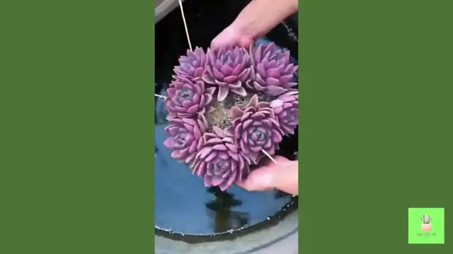 'Video thumbnail for How I Water My Succulents '