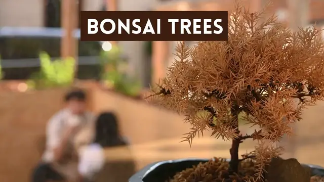 Video thumbnail for Bonsai Trees