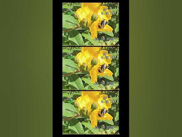 Video thumbnail for Lofi Wurld TV -  Outdoor Composing