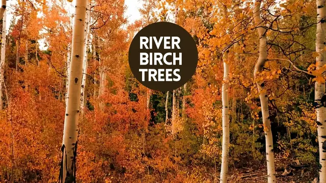 Video thumbnail for River birch trees