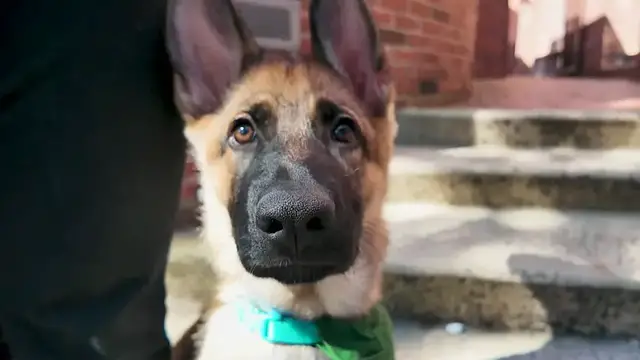 Video thumbnail for St. Benedict's senior has an unusual classmate: a future Seeing Eye dog