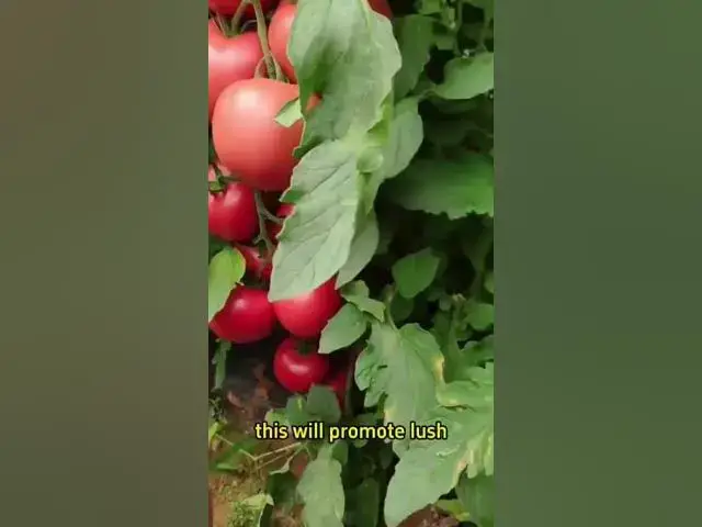 'Video thumbnail for How to properly grow an endless supply of #tomatoes 🍅. Tips you can't miss 😁. #selfsufficiency'