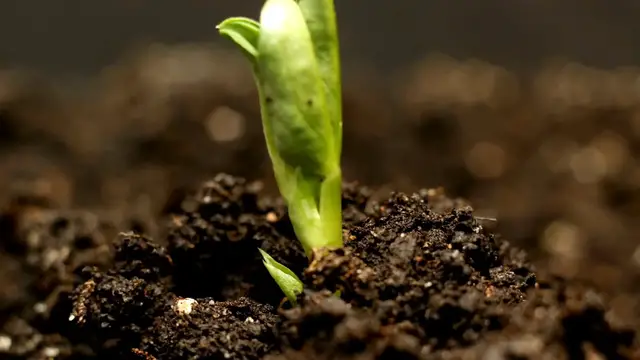 Video thumbnail for Sage Plant