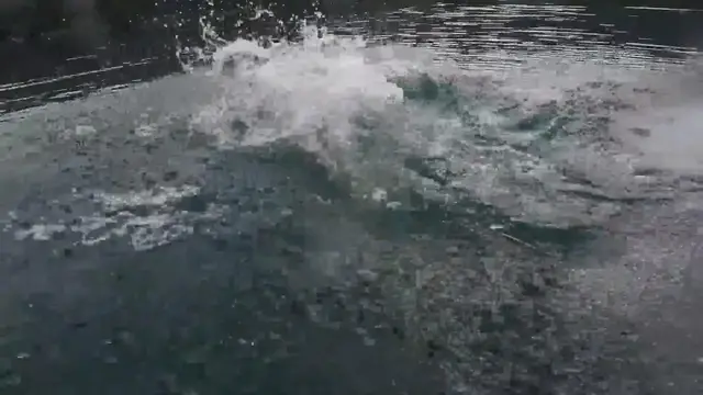 Video thumbnail for China: Joyful corgi diving and playing in the water.