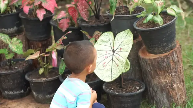Video thumbnail for _HEART-SHAPED LEAF PLANTS