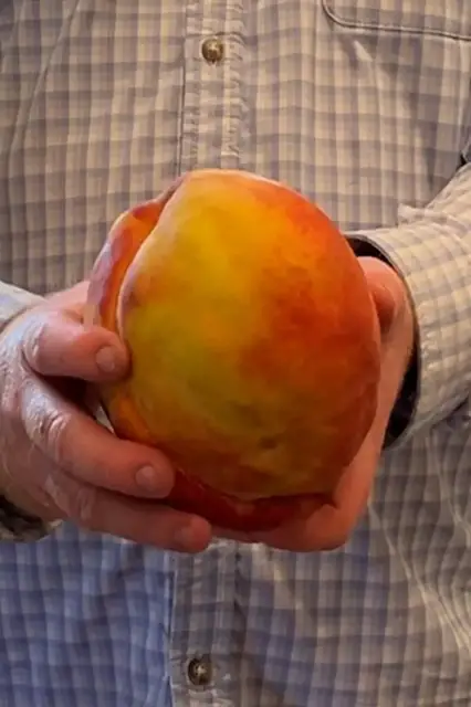 'Video thumbnail for Heaviest peach 828.5g (1 lb 13 oz) grown by Henry Chiles'