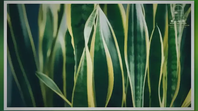 Video thumbnail for How Can Snake Plants Improve Your Wellbeing?