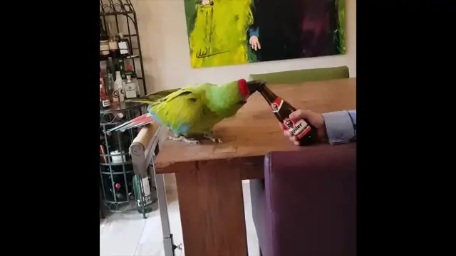 Video thumbnail for Clever Bird! Parrot Uses Beak To Open Beer Bottle | Happily TV