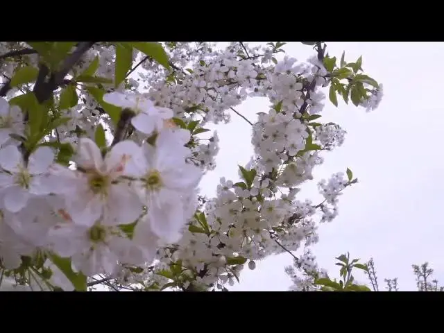 Video thumbnail for Most Beautiful Cherry Blossom in the World