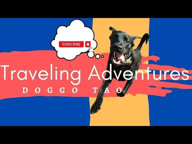 'Video thumbnail for What is happiness: Summer with your dog!'