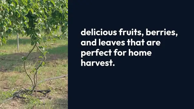 Video thumbnail for Edible Shrubs for Gardens