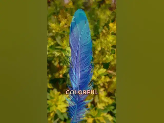 Video thumbnail for The Spiritual Meaning of Feathers: What Do They Signify?