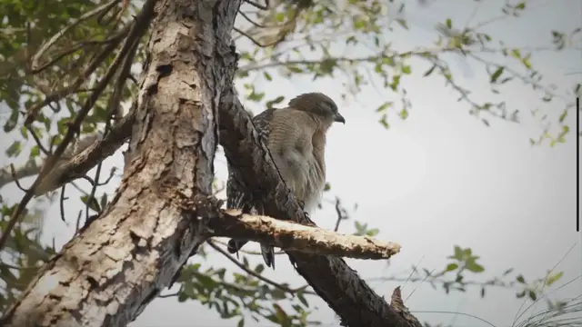 Video thumbnail for How Much Can A Hawk Carry? The Astonishing Strength of These Aerial Predators