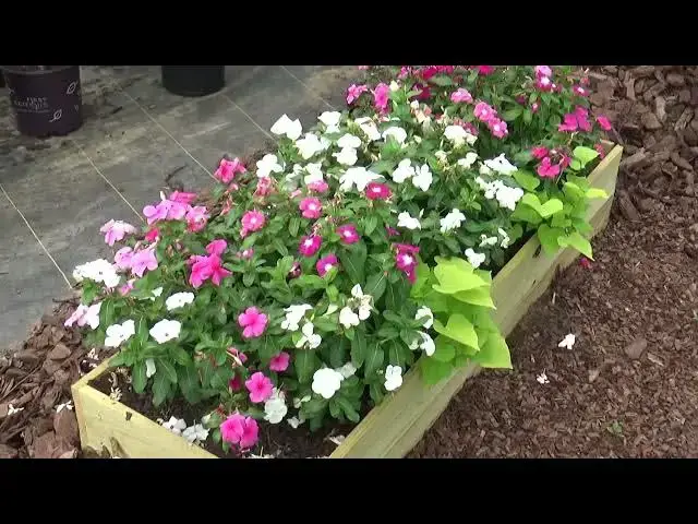 'Video thumbnail for Flowers in Blountsville'