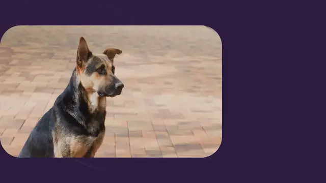 Video thumbnail for Hund trauert um seine Geschwister – wie ein Bild ihm Trost spendet, rührt zu Tränen