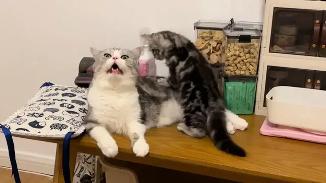 Video thumbnail for Cat Gently Pushes Kitten Off Table in Zhejiang