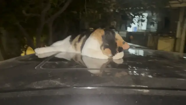 Video thumbnail for Calico Cat Naps Comfortably on a Vehicle Roof in Fujian